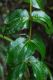 image of Coriaria arborea