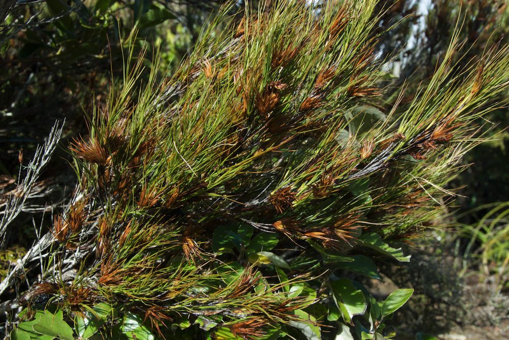 Ericaceae Dracophyllum filifolium