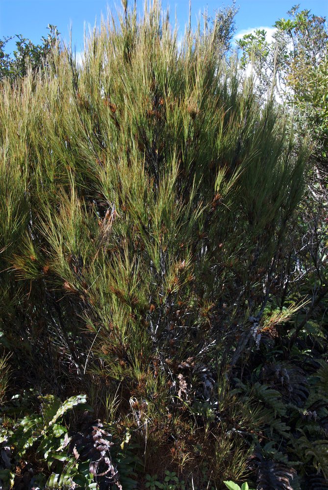 Ericaceae Dracophyllum filifolium