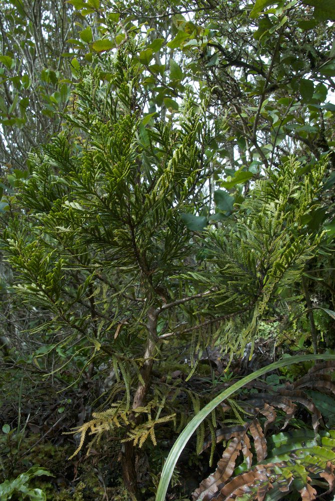 Cupressaceae Libocedrus bidwillii