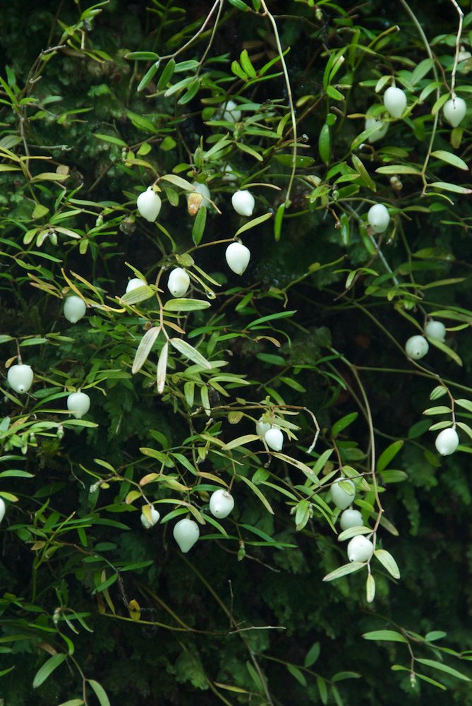 Luzuriagaceae Luzuriaga parviflora