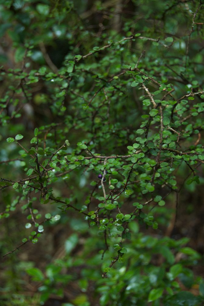 Primulaceae Myrsine divaricata