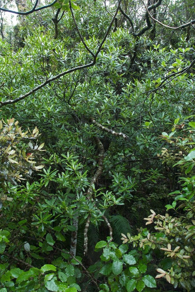 Primulaceae Myrsine salicina