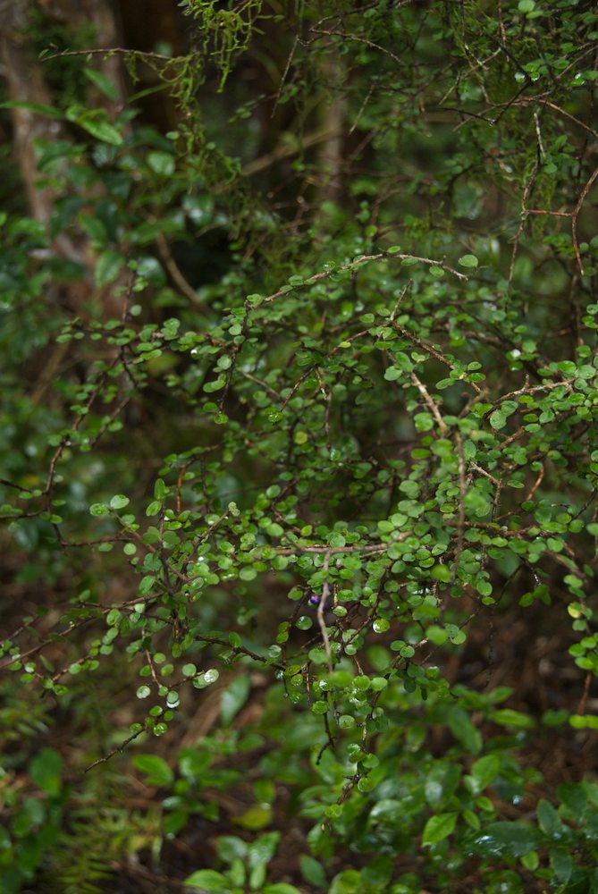 Primulaceae Myrsine divaricata