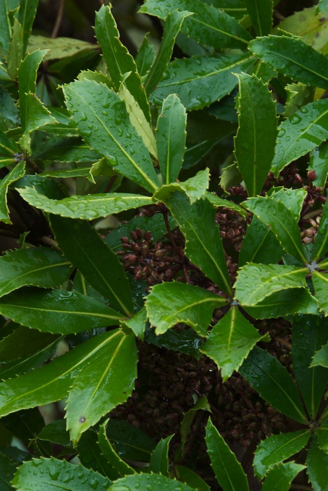 Araliaceae Pseudopanax colensoi