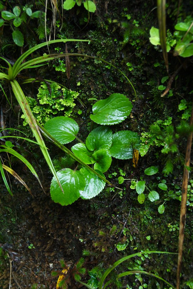 Plantaginaceae Ourisia macrophylla