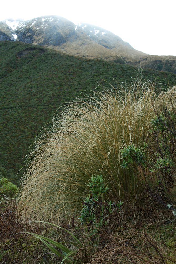 Poaceae Chionochloa rubra