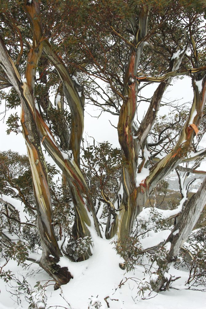 Myrtaceae Eucalyptus pauciflora