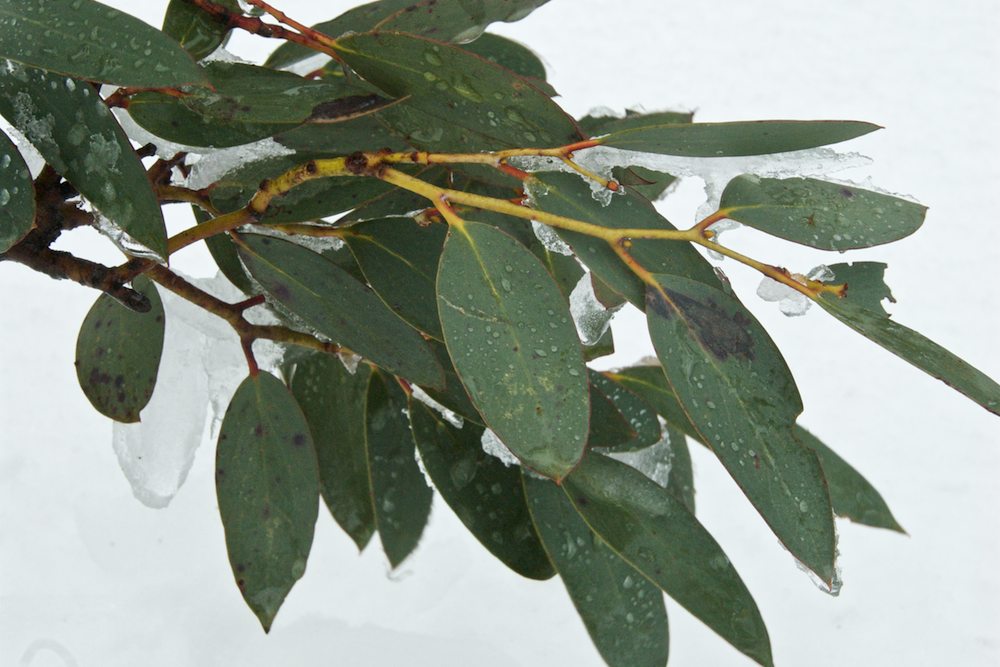 Myrtaceae Eucalyptus pauciflora