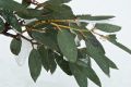 image of Eucalyptus pauciflora