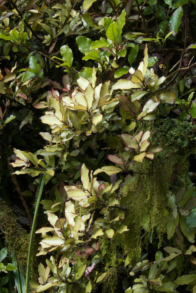 Winteraceae Pseudowintera colorata