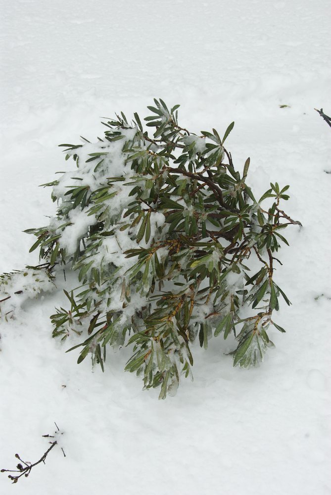 Winteraceae Tasmannia lanceolata