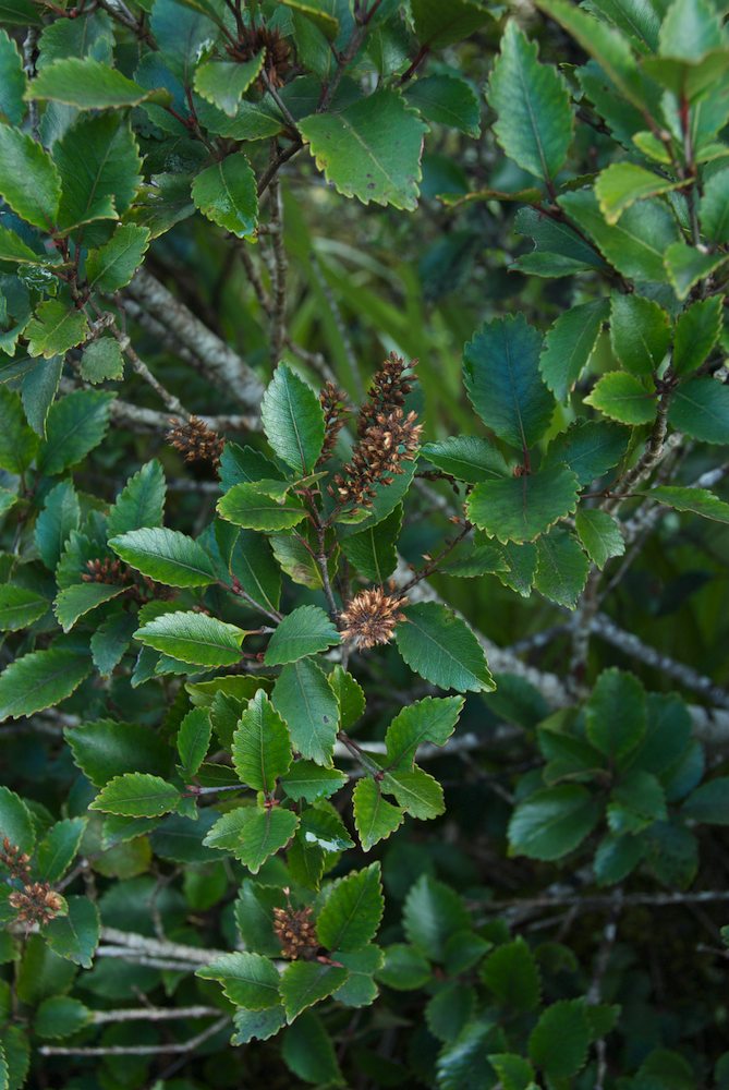 Cunoniaceae Weinmannia racemosa