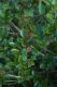 image of Weinmannia racemosa