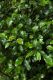 image of Weinmannia racemosa