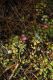 image of Lobelia angulata