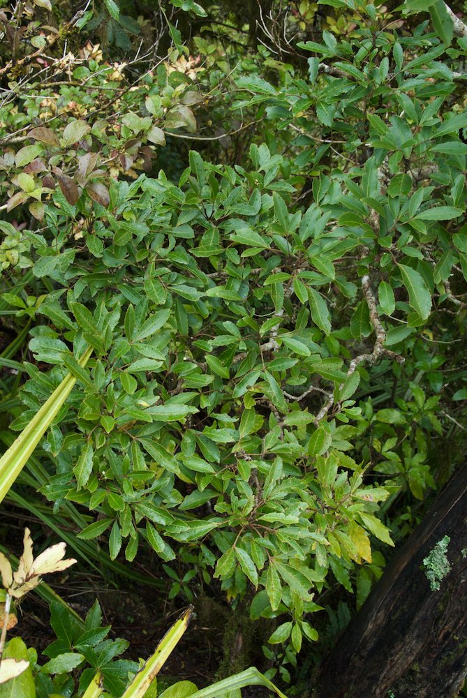 Araliaceae Pseudopanax simplex