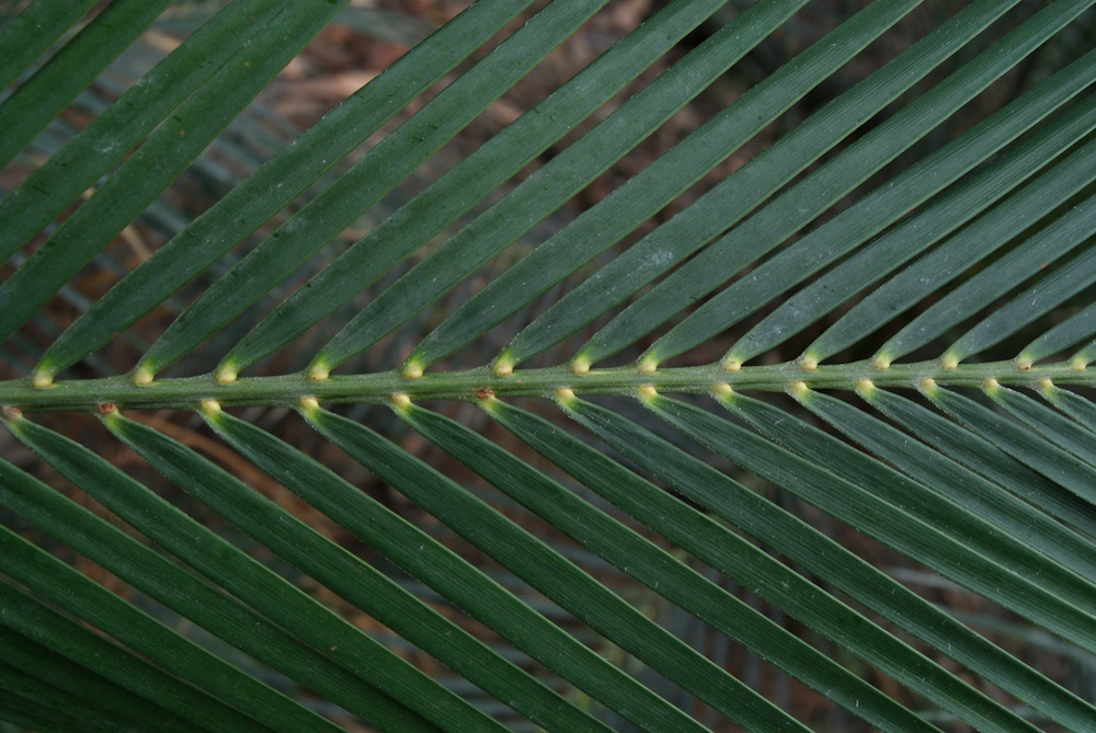 Zamiaceae Macrozamia communis