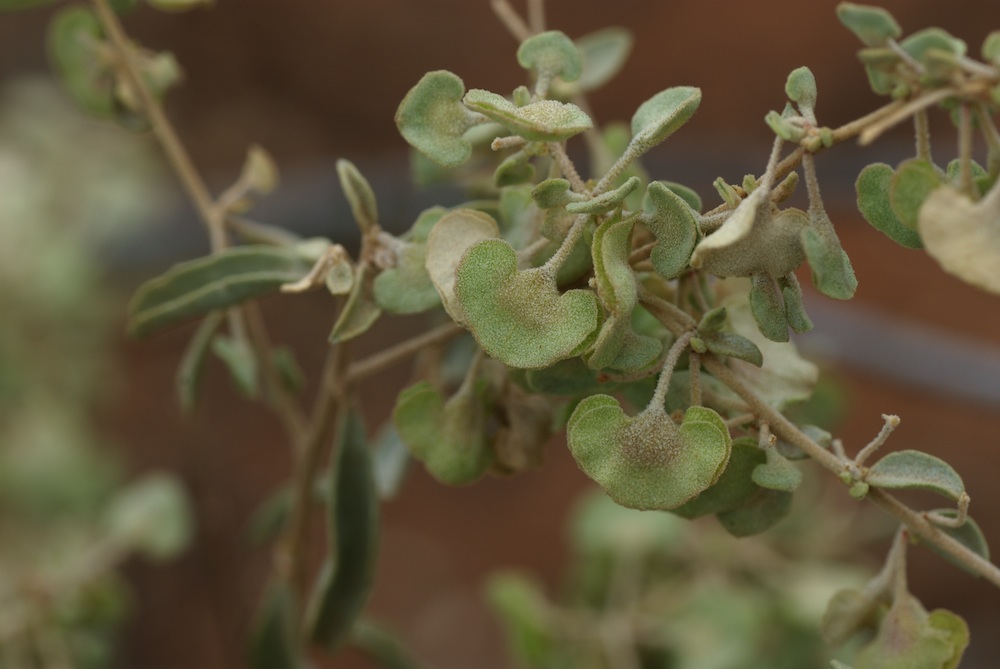 Amaranthaceae Atriplex gunnii