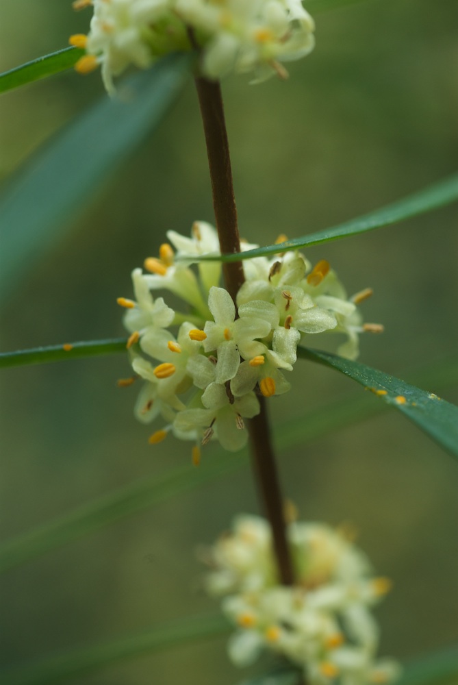 Thymelaeaceae Pimelea axiflora