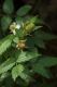 image of Rubus rosifolius