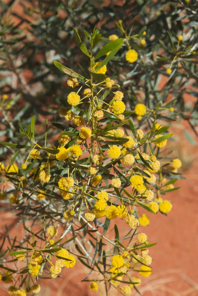 Fabaceae Acacia dictyophleba