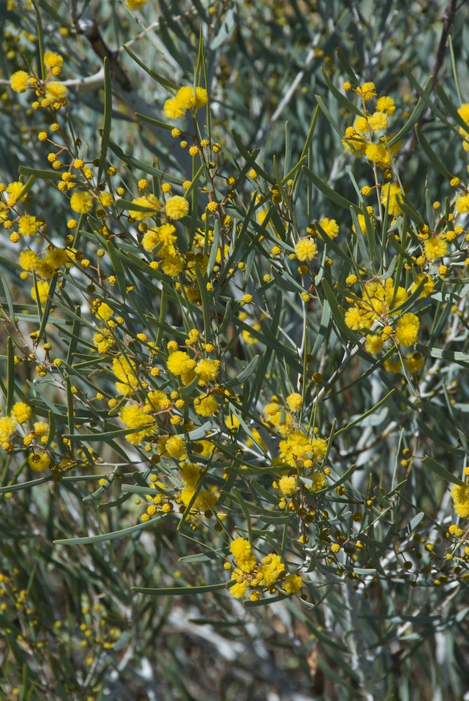 Fabaceae Acacia murrayana