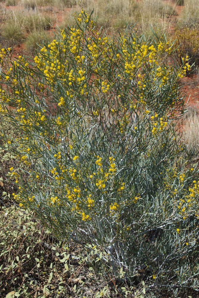 Fabaceae Acacia murrayana