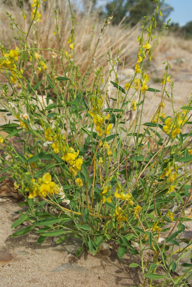 Fabaceae Crotalaria eremaea