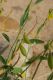 image of Crotalaria eremaea