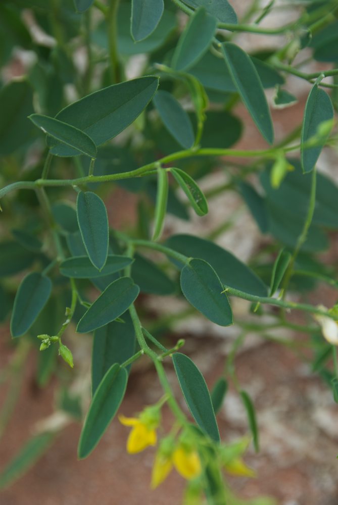 Fabaceae Crotalaria eremaea