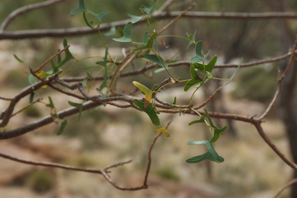 Fabaceae Erythrina vespertilio