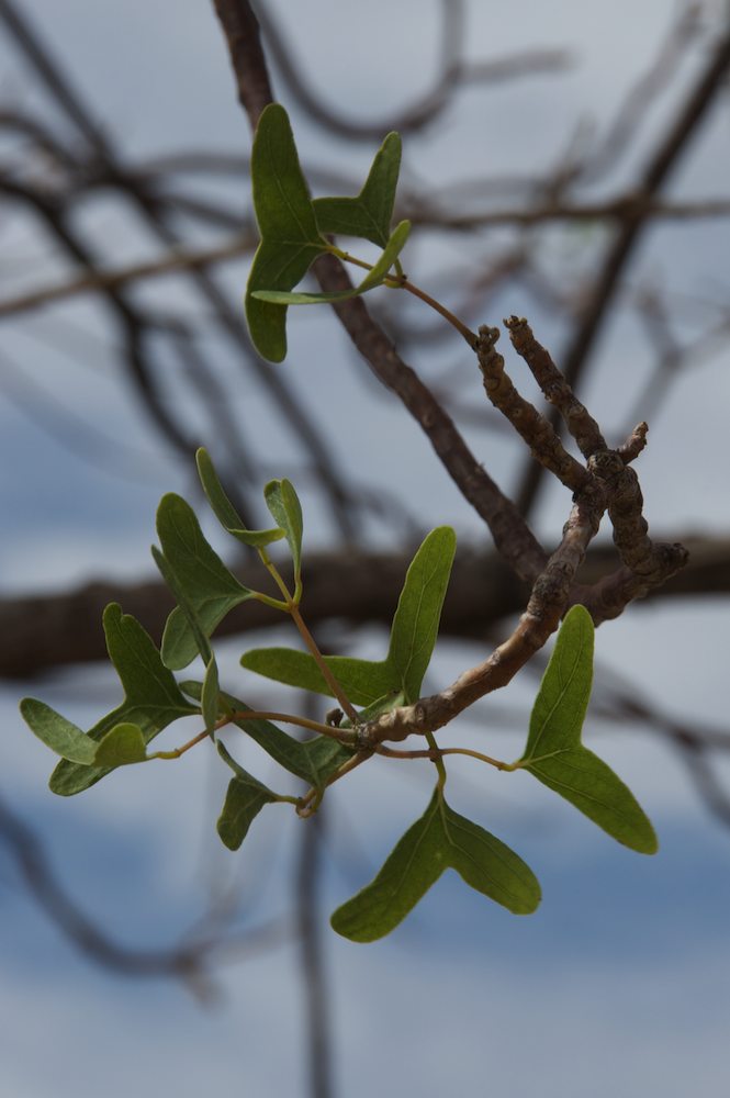 Fabaceae Erythrina vespertilio
