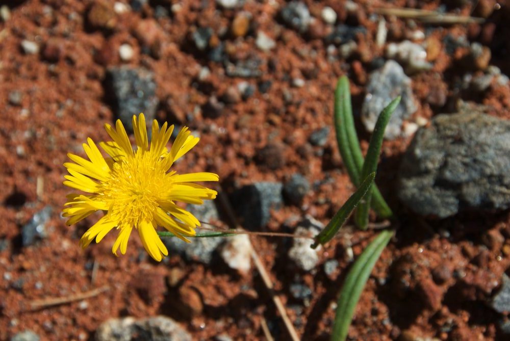 Asteraceae Podolepis canescens