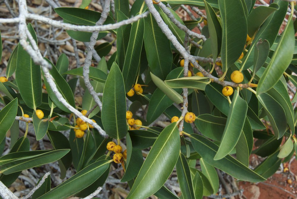 Moraceae Ficus platypoda