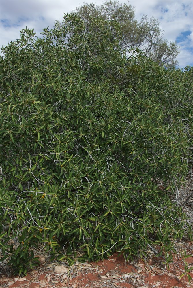Moraceae Ficus platypoda