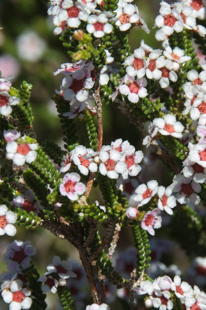 Myrtaceae Thryptomene maisonneuvii