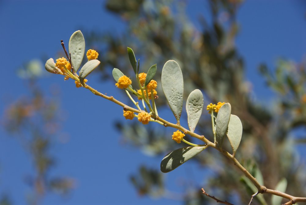 Fabaceae Acacia  ligulata