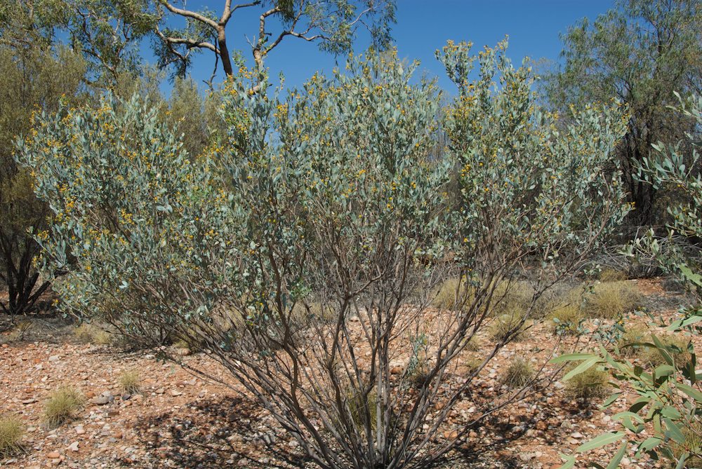 Fabaceae Acacia ligulata