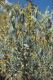 image of Acacia ligulata