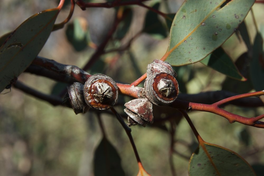 Myrtaceae Eucalyptus pachyphylla