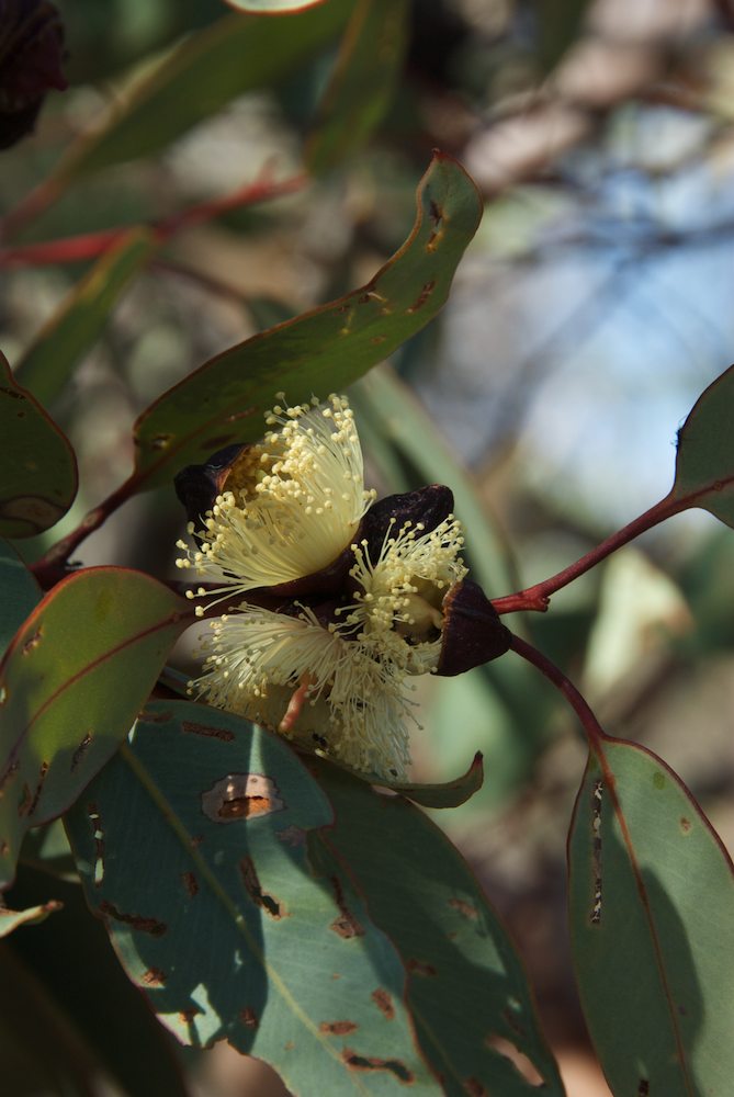 Myrtaceae Eucalyptus pachyphylla