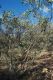 image of Eucalyptus pachyphylla