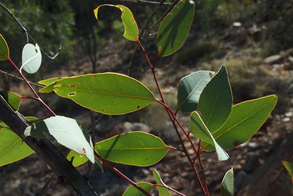 Myrtaceae Eucalyptus pachyphylla