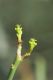 image of Euphorbia tannensis