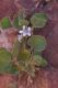 image of Goodenia grandiflora