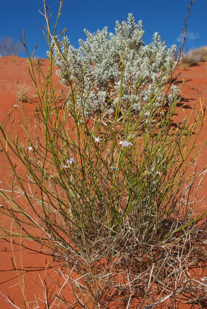 Goodeniaceae Scaevola depauperata