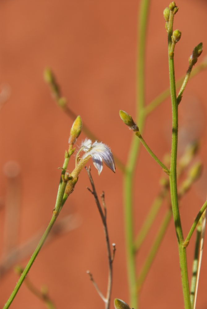 Goodeniaceae Scaevola depauperata