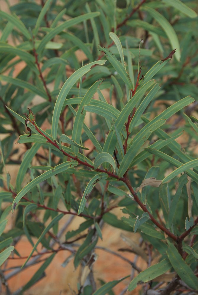 Fabaceae Acacia pruinocarpa