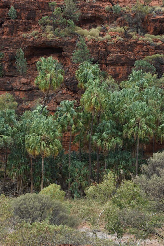 Arecaceae Livistona mariae